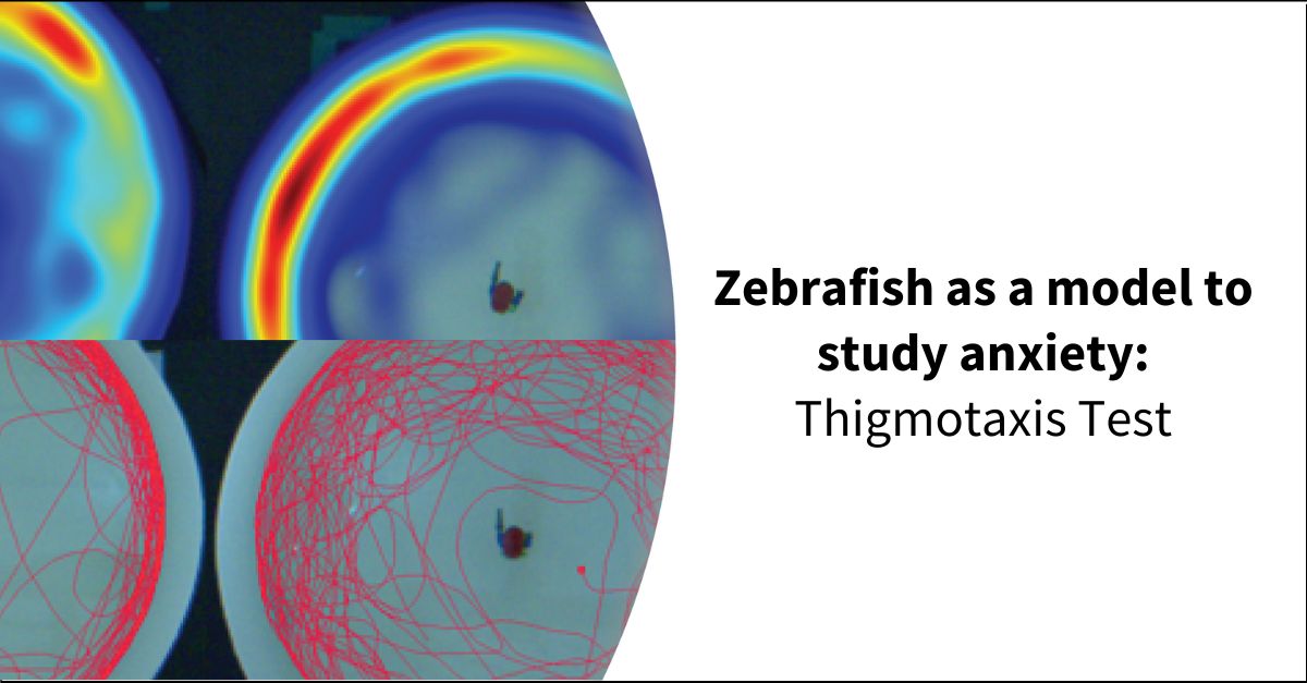 Zebrafish as a model to study anxiety Thigmotaxis Test
